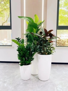 海曙绿化修剪，价格实惠超省心！