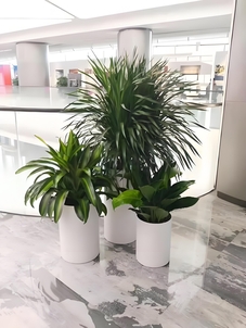 找宁波北仑植物出租好伙伴，这家值得关注！